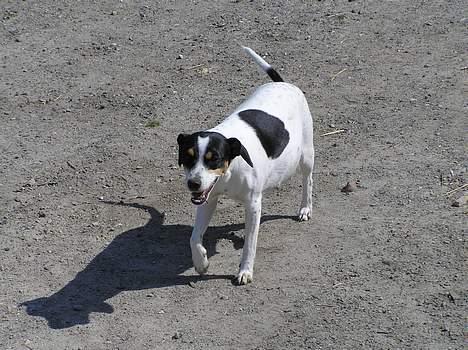 Dansk svensk gaardhund Nux - Da hun var drægtig billede 10