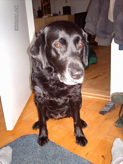 Labrador retriever Fanny billede 9