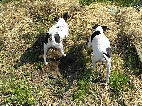 Dansk svensk gaardhund Nux - mon musen er her??? billede 11