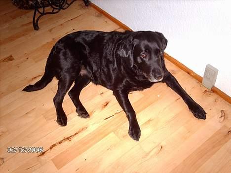 Labrador retriever Fanny billede 10
