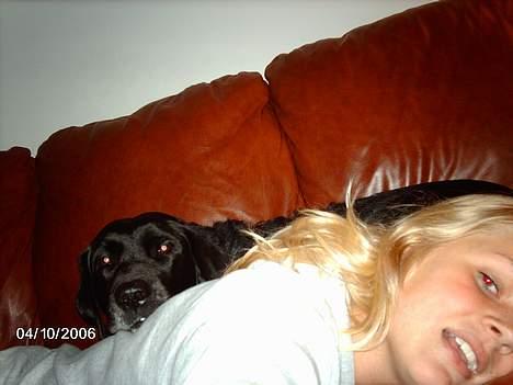 Labrador retriever Fanny - nååe.. billede 11