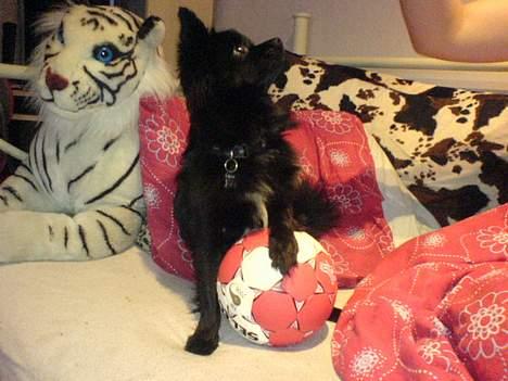 Blanding af racer Zeus - Her hjemme, spiller vi håndbold billede 11