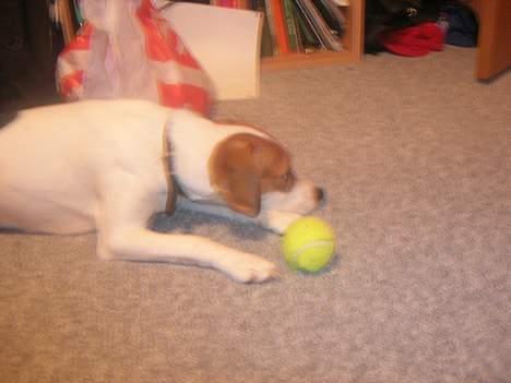 Blanding af racer !....Dolly....­­!­­ - jeg KEDER mig...! :( billede 5