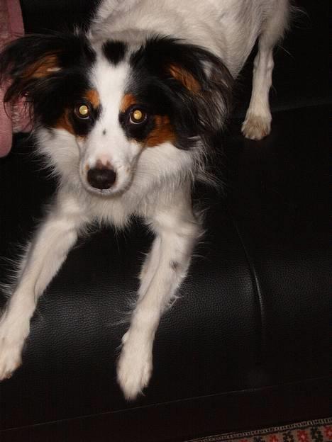 Blanding af racer Mollypigen - skal vi lege?? billede 7