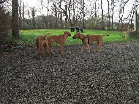 Blanding af racer Ballu - min bro, søster og mig :-D billede 16