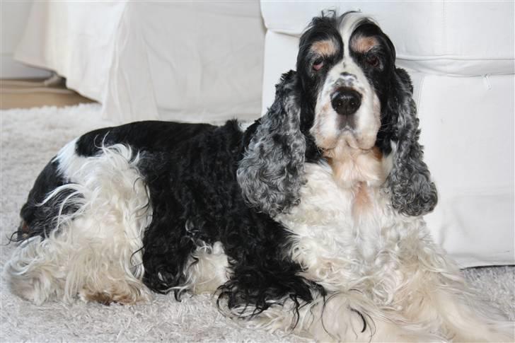 Cocker spaniel Barleys Tippe billede 1
