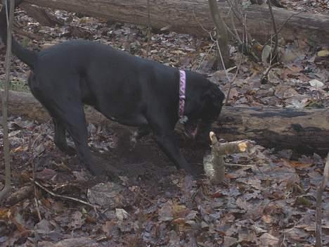 Blanding af racer Tulle billede 12