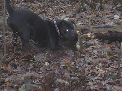 Blanding af racer Tulle billede 13