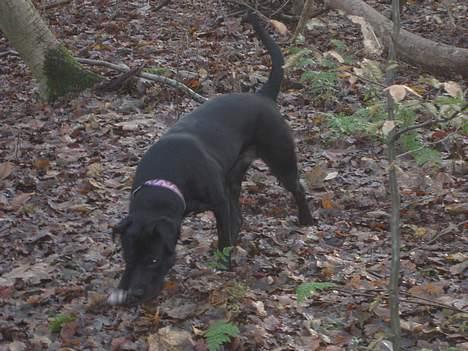 Blanding af racer Tulle billede 14