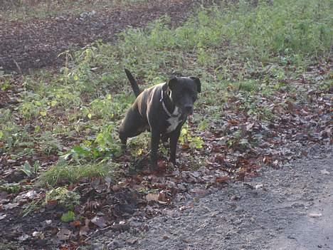 Blanding af racer Tulle billede 15