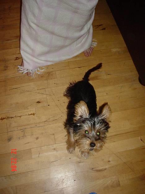Yorkshire terrier KENZO billede 7