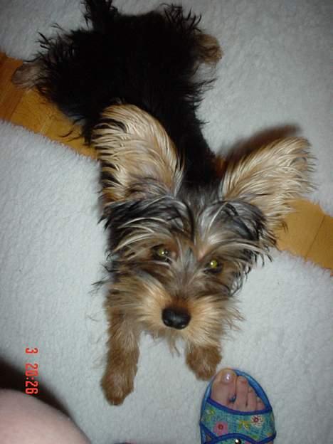 Yorkshire terrier KENZO billede 8
