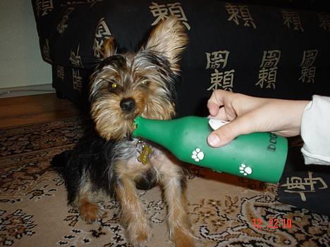 Yorkshire terrier KENZO billede 9