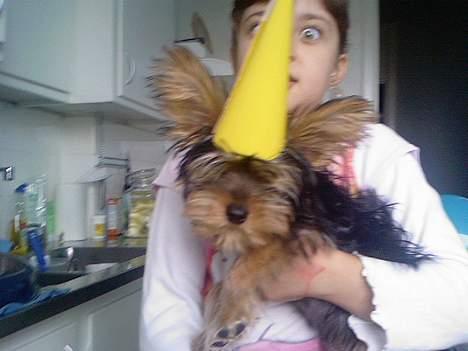 Yorkshire terrier KENZO billede 10