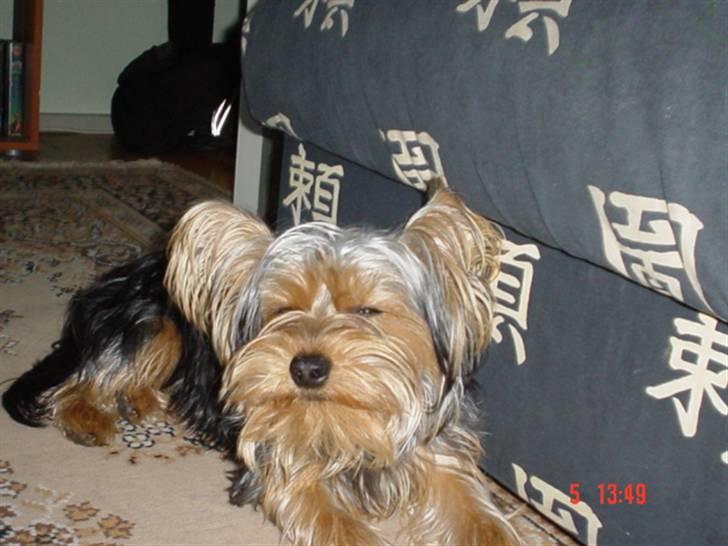 Yorkshire terrier KENZO billede 11