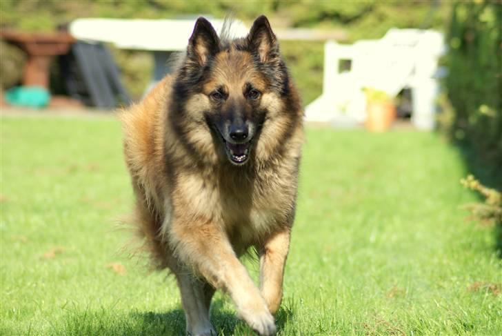 Tervueren Chika - Jeg er glad når jeg løber... :-D billede 1