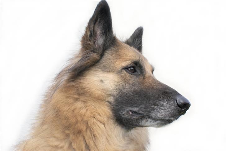 Tervueren Chika - Her vogter jeg! billede 2