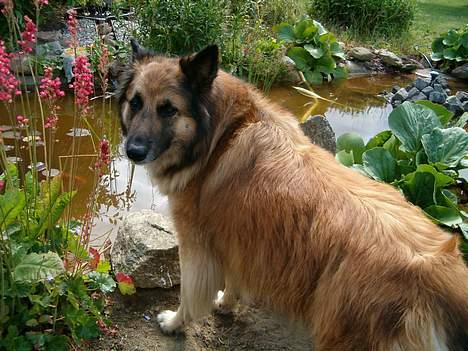 Tervueren Chika - Vi kigger på fisk.. billede 3