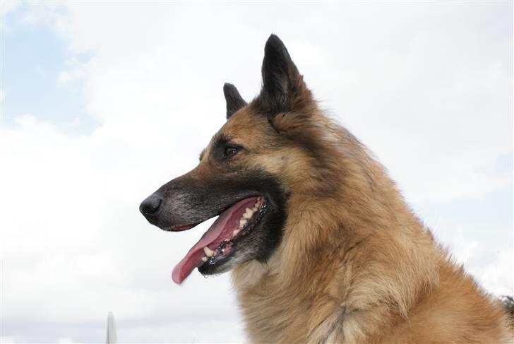 Tervueren Chika - Jeg er stolt. billede 4