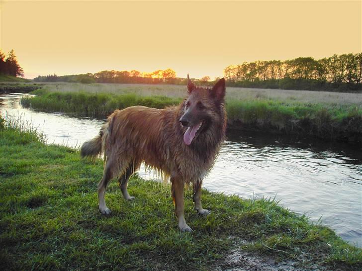 Tervueren Chika - Dejligt med et bad ved solnedgang. billede 5
