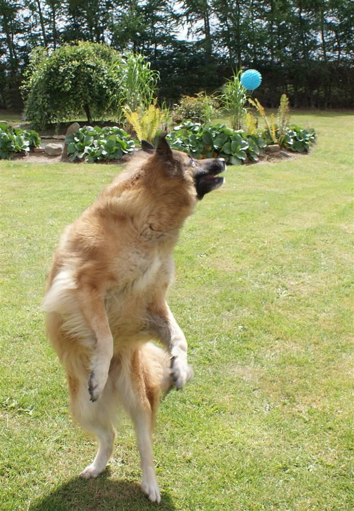 Tervueren Chika - Kom der lige en bold der??? billede 6