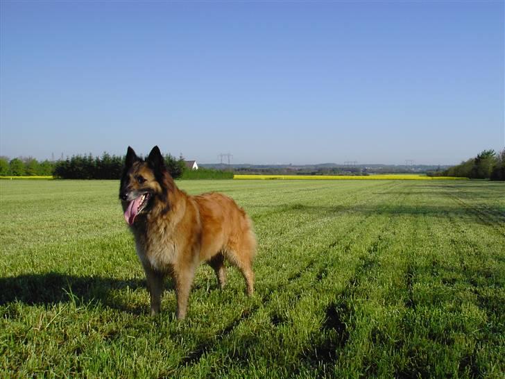 Tervueren Chika - En skøn morgen på marken. billede 7