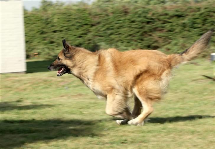 Tervueren Chika - Der er fart på.. billede 8