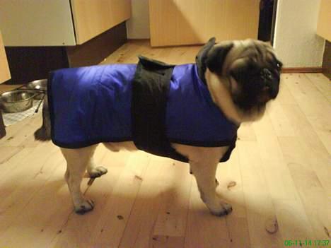 Mops marius billede 9