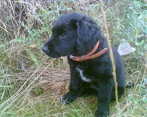 Blanding af racer Charlie - charlie 10 uger billede 1