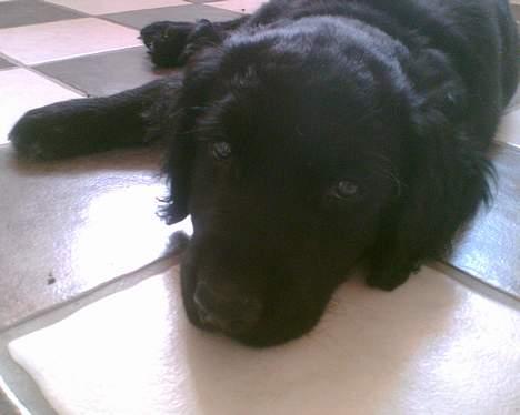 Blanding af racer Charlie - træt charlie, vi har li været ude at lege! ca 12 uger billede 2