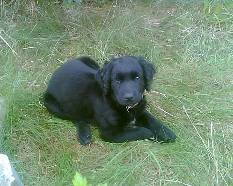 Blanding af racer Charlie - her er jeg så ude at lege...ss billede 3