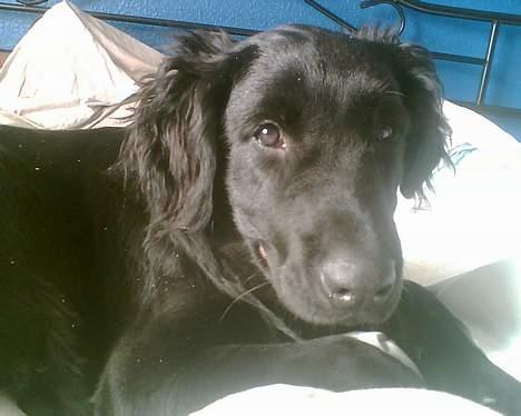 Blanding af racer Charlie - her er jeg så, billedet er ca 2 uger gammelt billede 4