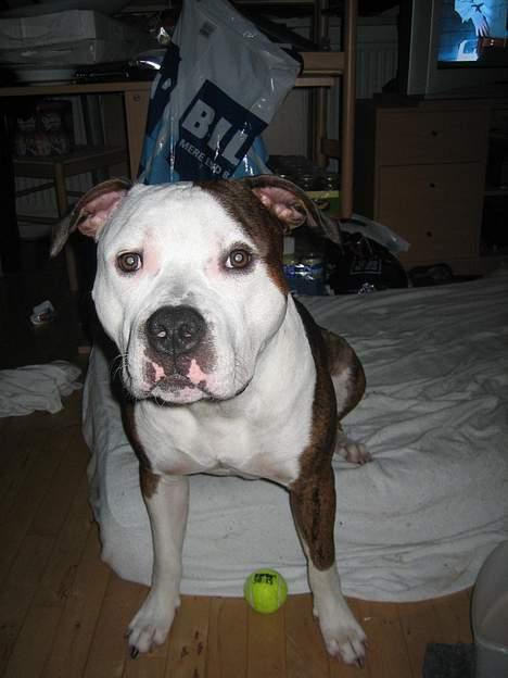 Blanding af racer boss/bosse billede 7