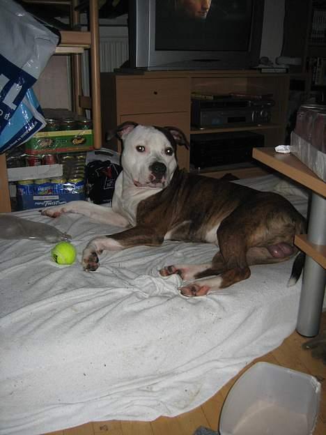 Blanding af racer boss/bosse billede 8