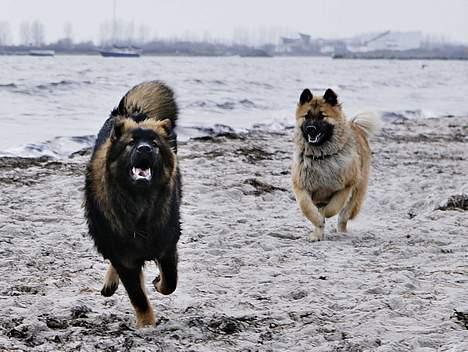 Eurasier Ankerstjernes C-Anouk - Anouk m. søster Cereza 7 måneder billede 11