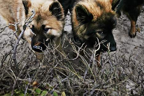 Eurasier Ankerstjernes C-Anouk - Anouk m. søster Cereza 7 måneder billede 12