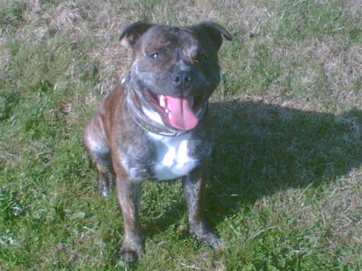 Staffordshire bull terrier Harley billede 1