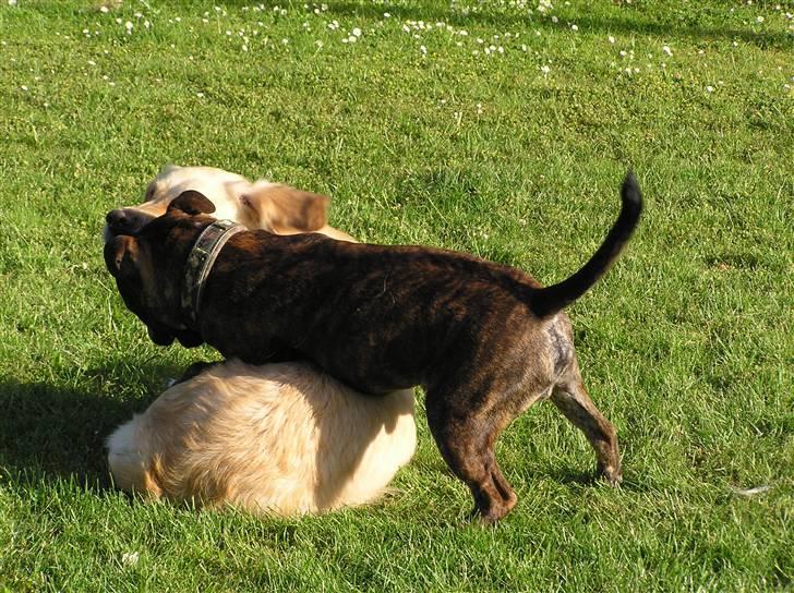 Staffordshire bull terrier Harley - Harley 4/3-2007 billede 2