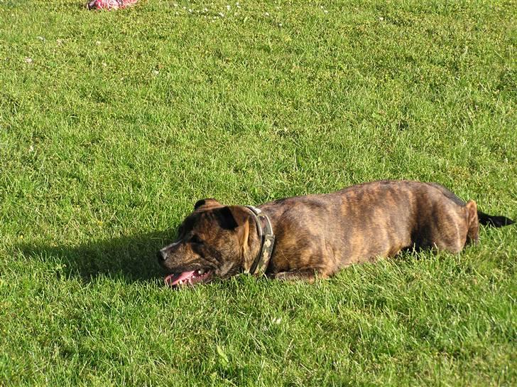 Staffordshire bull terrier Harley billede 3