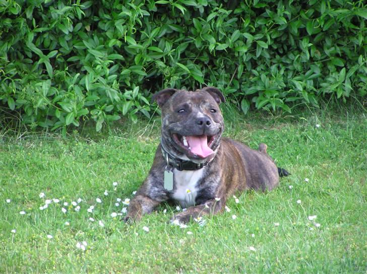 Staffordshire bull terrier Harley billede 4