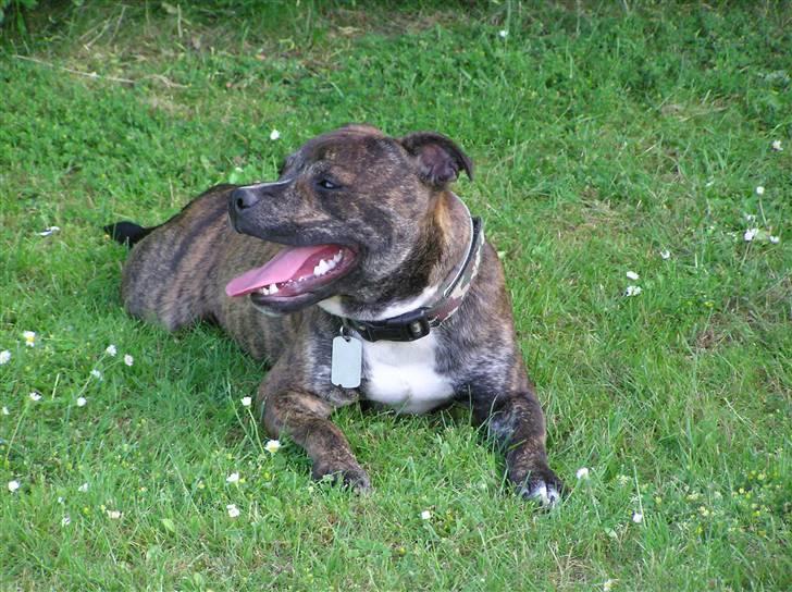 Staffordshire bull terrier Harley billede 6