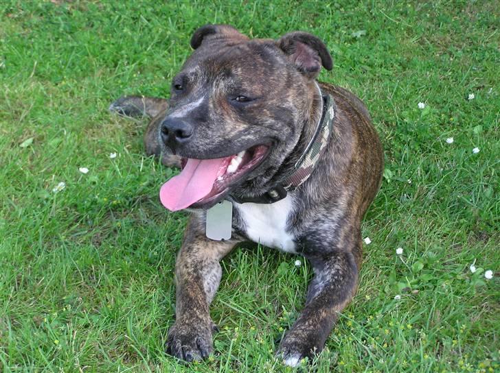 Staffordshire bull terrier Harley billede 7
