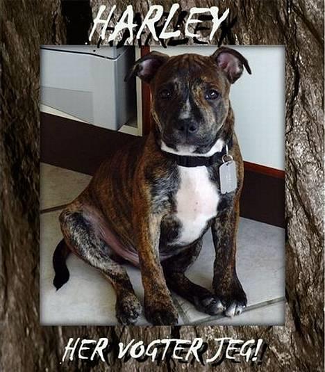 Staffordshire bull terrier Harley billede 9