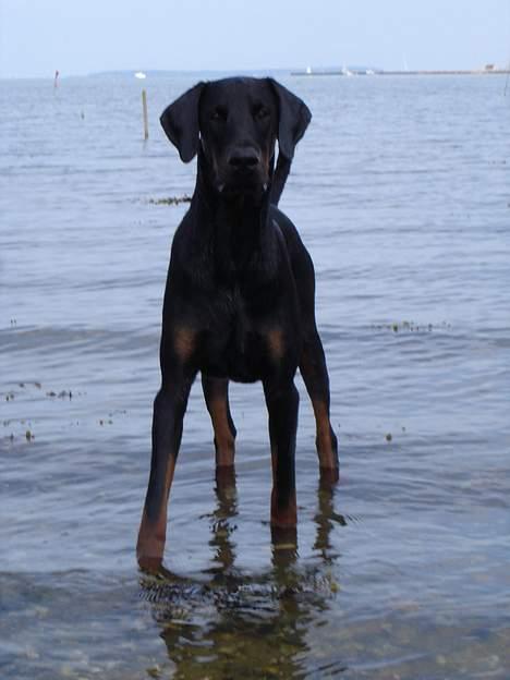 Dobermann Fox Vom Löven Dom/ Mozart - Hey der... kaster du ik snart et el andet? billede 19