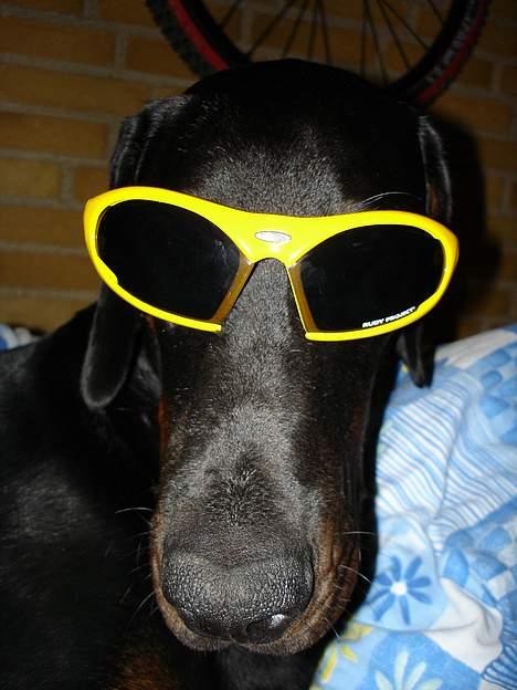 Dobermann Fox Vom Löven Dom/ Mozart - Så cool ser man ud når man fylder 1 år billede 20