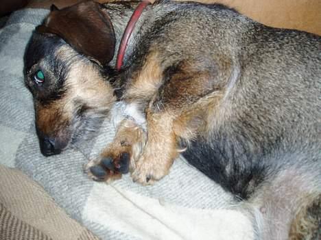 Gravhund Puk billede 19