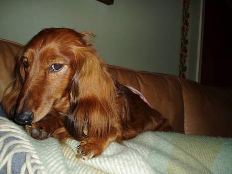 Dværggravhund Pingo R.I.P. - Her ligger Pingo fint og putter ovenpå mig, og kameraet får dræberblikket! billede 17