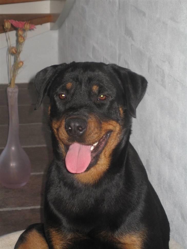 Rottweiler R.I.P Jessie pigen <3 - Er jeg ikke bare dejlig?? Velkommen til min profil... billede 1