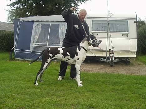 Grand danois Philip billede 14