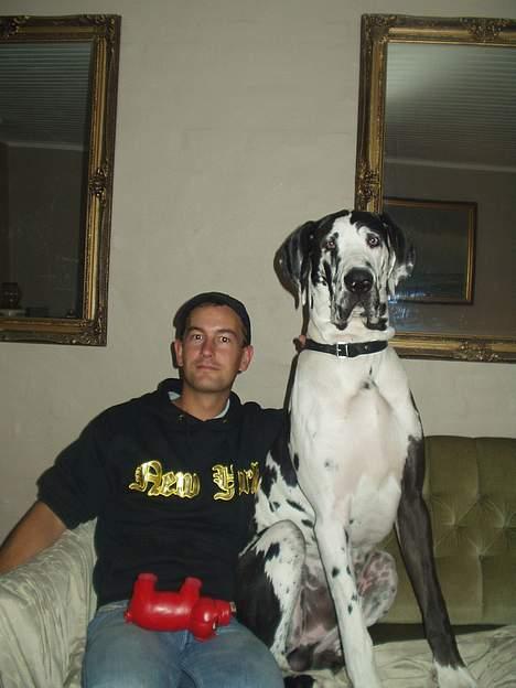 Grand danois Philip billede 15